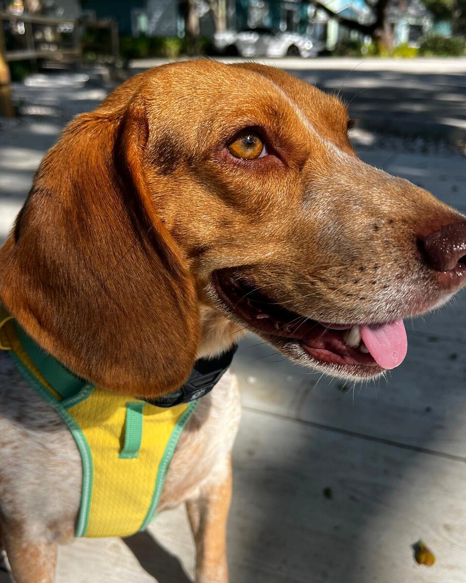 Bailey the Beagle, Ever Better Skincare mascot
